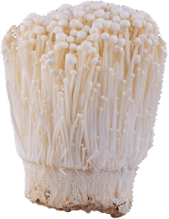 Cordyceps Mushroom